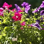 Διαμέρισμα Liliengrund Άιζεναχ