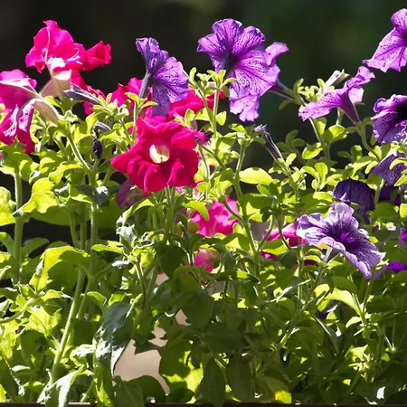 Διαμέρισμα Liliengrund Άιζεναχ